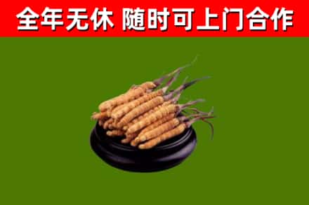 兴山区烟酒回收冬虫夏草.jpg